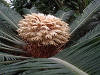 Vrouwelijke sporofyllen van Cycas revoluta. Deze staan langs de stam.