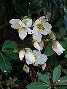 Hellébore noir (Helleborus niger).