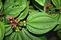 Feuilles et fruits verts de Tococa sp. (peut-être Tococa guianensis). Les structures gaufrées à la base des feuilles sont des domaties, des structures spécialisées pour héberger des fourmis. Les fourmis protègent la plante contre les ravageurs et lui apportent une nourriture minérale.