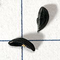 seeds