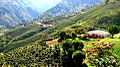 Plantaciones de café en Bolívar (Colombia).