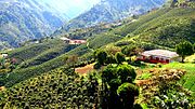 Plantaciones de café en Bolívar, Colombia. El café es cultivado en Centroamérica y el Cononorte de Sudamérica.