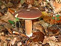 Boletus badius