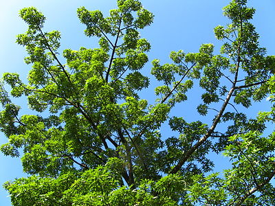 Roz-pajnejro: detalo de la supra foliaro kaj folioj de bela helverdo