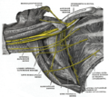 Nerves in the infraclavicular portion of the right brachial plexus in the axillary fossa.