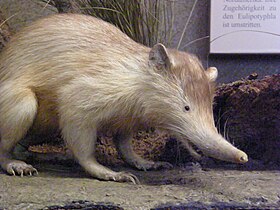 Solenodon cubanus