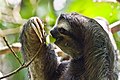 Feeding three-toed sloth