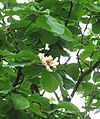 Magnolia obovata