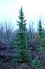 Tree: black spruce