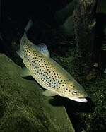 Poisson tacheté nageant dans l'eau.