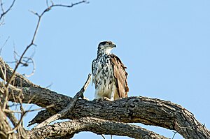 Afrika akcipitraglo ("Hieraaetus" spilogaster)