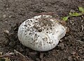 Agaricus bitorquis