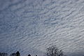 Altocumulus stratiformis undulatus