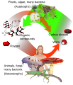 Image 29Overview of photosynthesis (green) and respiration (red) (from Water)