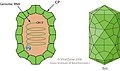 Cápside de la familia Barnaviridae que infecta hongos.