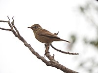 Booted warbler seen in Udumalpet, Tamil Nadu, India