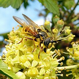 Feketecsíkos bronzoslégy (Callicera spinolae)