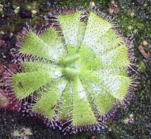 Drosera admirabilis