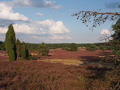 Heidefläche am Haußelberg