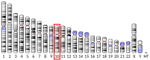 Ideogram human chromosome 10.svg