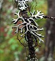 Hypogymnia，參見tubulosa與Bryoria 和Tuckermannopsis，在加拿大洛基山脈。