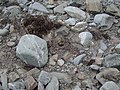 A black-fronted tern nest.