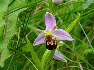 Ophrys abeille