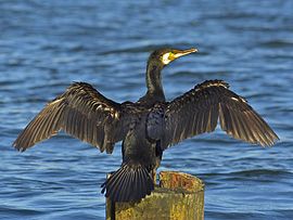 Geweune butstekker (Phalacrocorax carbo)