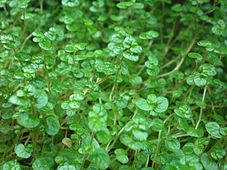 Foliage of Soleirolia soleirolii