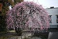 Weeping plum tree cultivar