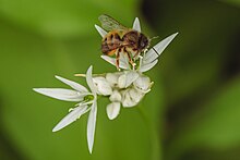 Photo d'une abeille posée sur une fleur d'Ail des ours. On distingue deux fleurs, composées de six pétales blanches. L'abeille est en train de butiner le pollen de la fleur.