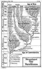 Thumbnail for Timeline of human evolution