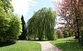 Fagus sylvatica pendula