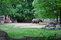 Rhino exhibit