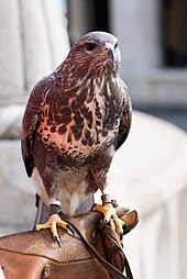 Rapace bagué et portant des jets, tenu sur le poing d'un fauconnier