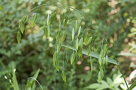 Grass with large, flat spikelets