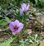 Crocus saffron berbunga di taman di Prefektur Osaka, Jepun.