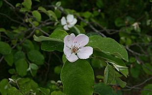 Kvædeblomst. Palheiro, Madeira.