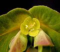 Euphorbia dulcis