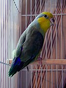 A blue-grey parrot with a yellow underside, cheeks, and forehead, and blue-tipped wings