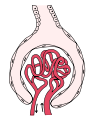 Glomerulus is red; Bowman's capsule is white.