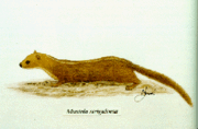 Drawing of brown mustelid