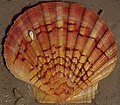 Šukutė (Pecten jacobaeus)