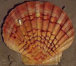 Pectinidae