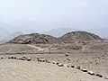 Caral tapınakları