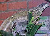 Philippine sailfin lizard at Bristol Zoo