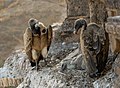 Indian vultures