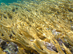 Description de l'image Acropora prolifera.jpg.