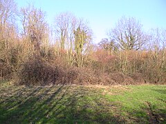 Emplacement de l'orchestra au premier plan.