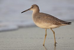 Willet (Catoptrophorus semipalmatus) fotograferad i Panama.